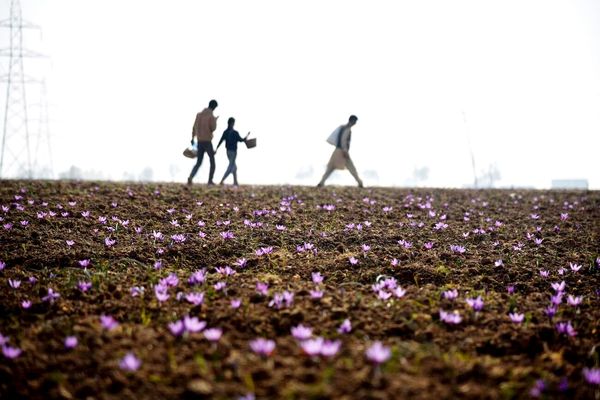 کارگری در مزارع، مردن در جاده/گزارشی از شرایط کاری کودکان بلوچ بی‏‌شناسنامه در زمین‌های زعفران، گوجه و باغ‏‌های پسته و خرما