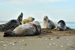 لاشه یک فوک خزری در ساحل جویبار پیدا شد؛ شمار تلفات به ۴۴ قلاده رسید