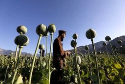 کشت خشخاش در کشور ممنوع است