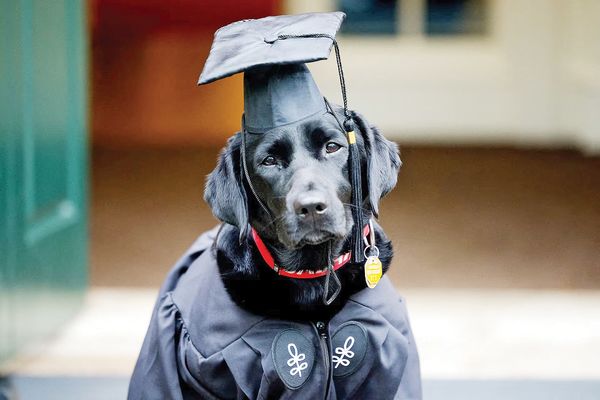 سگی در لباس پلیس یا گرگی در پوست میش