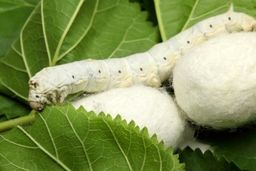 خودکفایی در تولید تخم نوغان؛ هدف سه‌ساله نوغانداری کشور