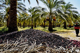 ارزآوری 3 دلاری خرما