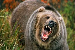 حمله دو خرس به چوپان در هوراند