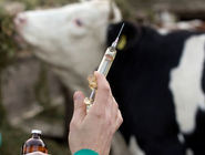 اعزام فوری تیم‌های دامپزشکی به دودانگه پس از تلفات چند رأس دام