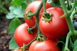 پشت پرده گران شدن قیمت گوجه فرنگی چیست؟