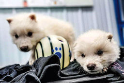 بازگشت گرگ منقرض شده 