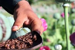 تأکید یک نماینده مجلس بر قانونمند شدن کشت خشخاش
