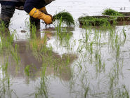 کشت برنج در این استان ممنوع شد 