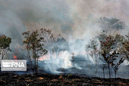 جان دادن میان آتش/روایتی از جان‏‌باختن حمید مرادی در جریان اطفای حریق و بررسی روند پرونده‌های 20 جانباخته در حریق‏‌های زاگرس