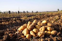 کاهش تدریجی قیمت سیب‌زمینی در بازار؛ ورود محموله‌های جدید از جنوب