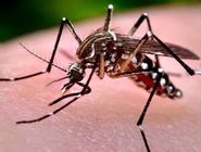 پدافند زیستی در قشم: پیشگیری مقدم بر درمان برای مقابله با پشه آئدس
