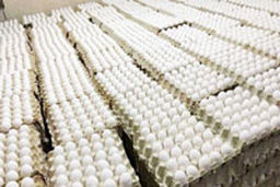 وزارت جهاد کشاورزی: مرغ، تخم مرغ و برنج ارزان می شود