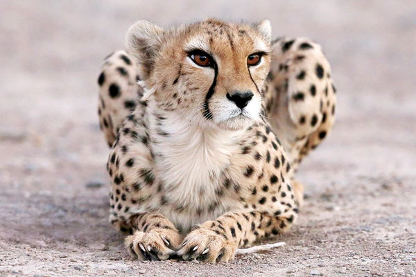 12 پاسگاه محیط‌‏بانی تعطیل شدند/گزارش میدانی هم‌‏میهن از سایت تکثیر  یوز در اسارت توران