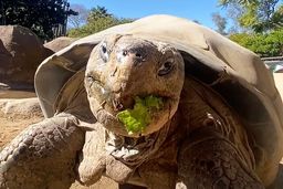 وداع باغ‌وحش سن‌دیگو با مسن‌ترین ساکن خود