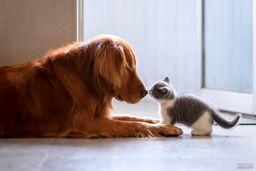 توضیحات سازمان توسعه تجارت درباره شایعه واردات سگ و گربه