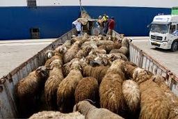 ثبات قیمت گوسفند در میانگین کشوری؛ جزئیات نرخ دام زنده در تهران، فارس و یزد + جدول استان‌ها