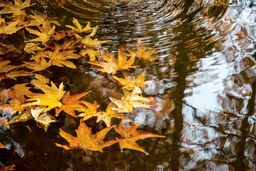 خزان/درباره عکسی از پاییز که نفهمیدیم کی آمد