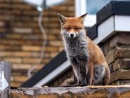 علت حضور روباه‌ها در تهران چیست؟