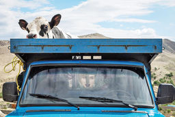 مسلخ/درباره عکسی که فقط یک گاو از او خبر دارد