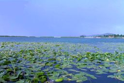 سراب نیلوفر به‌طور کامل خشک شد