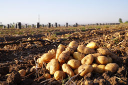 راز ۹ میلیون ساله پیدایش سیب‌زمینی کشف شد