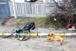 سگ صاحب مُرده