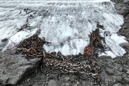 کشف تله ۱۵۰۰ ساله شکار گوزن شمالی در یخ‌های نروژ