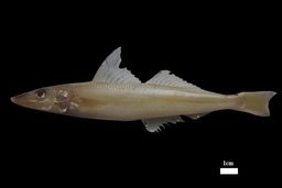 کشف و ثبت جهانی گونه جدیدی از ماهیان و نام گذاری آن به نام خلیج فارس