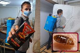 سم ساس از کجا بخریم؟ + معرفی قوی ترین سم ساس کش