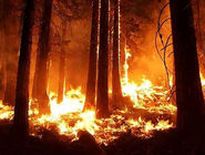 آتش به جان جنگل‌های ایران/جنگل‌های درازنو، پیشنبور، کارمزد، الیت و دیزمار درگیر حریق‌اند 