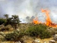 آتش در جنگل‌های چالوس مهار نشدنی شد/ اعزام همزمان ۳ هلیکوپتر برای نخستین بار
